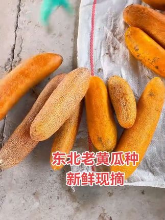 #老黄瓜种 #东北老黄瓜 #现摘现发新鲜到家