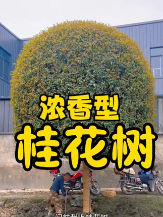 门前栽上桂花树 子孙一生都能富#桂花树苗#桂花#金桂#丹桂#沉香桂