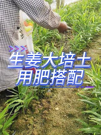 无激素膨大可以留种做库存#生姜膨大 #生姜膨大素 @DOU+小助手