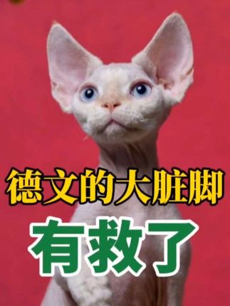 你的猫不爱洗澡吗?你的猫脚脏吗?你的猫每天上床吗?你的猫会踩你脸吗?#养猫新手 #养猫经验分享 #养猫好物 #养猫日常 #德文卷毛猫