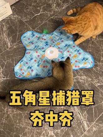 设计这个玩具的简直是天才 #新手养猫 #萌宠好物 #猫玩具 #猫咪自嗨神器 #养猫经验分享