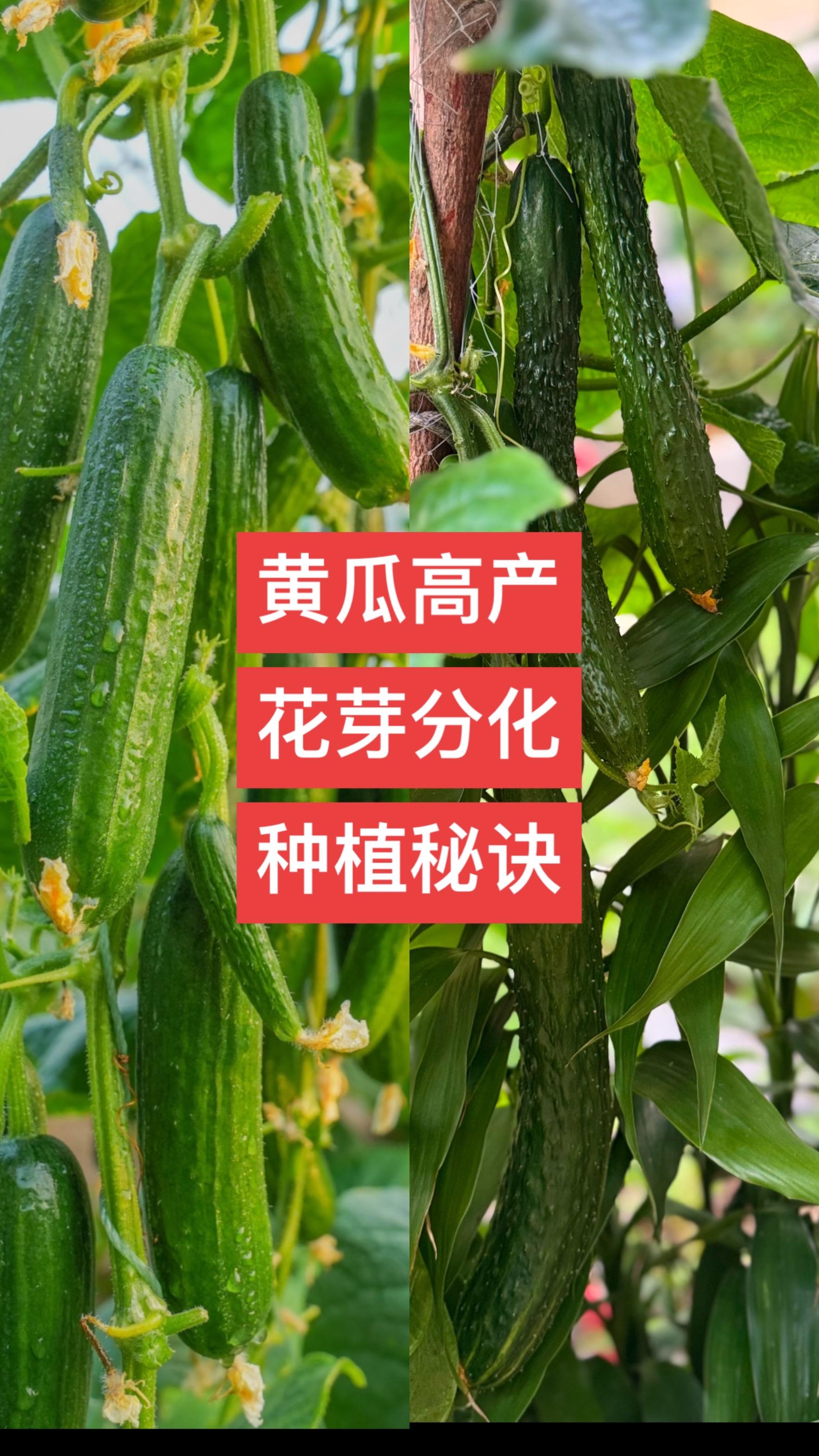 黄瓜高产秘诀#黄瓜高产#黄瓜种植#花芽分化