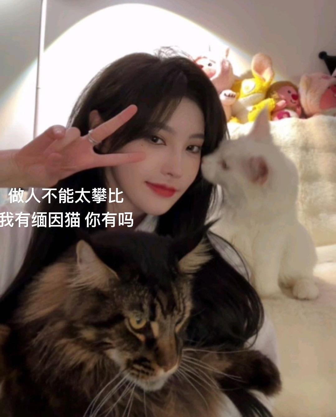 #缅因猫 #萌宠出道计划 #猫咪猫咪猫咪猫咪