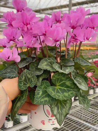 仙客来盆栽~它可是“年宵花界的小甜甜”,花期长、花量足,从冬到春都能热热闹闹开花。养护也不难,给它明亮散射光,浇水别溅到球茎上,就能一直把这份浪漫延续下去~摆在家里,仿佛随时有仙客赴约,把清新与温柔全留在了角落#仙客来 #爱生活爱养花 #花卉绿植 #抖音助农