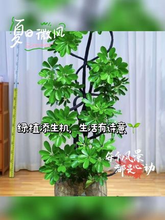 老桩鸭脚木客厅网红绿植大盆栽大摆件室内绿植落地绿植大型绿植#绿植盆栽 #家里适合养的绿植