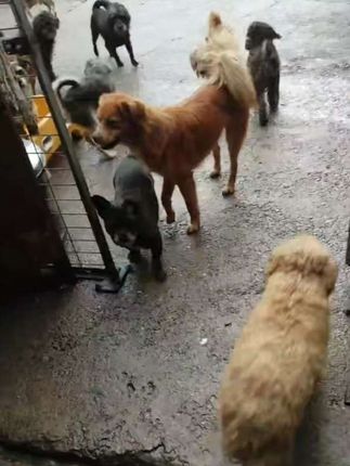 护生家园幸福快乐的毛孩子们!