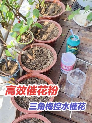 木质化枝条三角梅控水催花,每隔7-15天我用这款开花粉兑水灌根+喷叶,它比磷酸二氢钾多了硼元素,氨基酸,特别适合阳台党养三角梅(注:是早上叶嫣土干使用)#快速开花粉 #三角梅控水催花 #三角梅不开花怎么办 #养花小知识 #分享养花经验