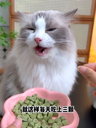 为什么这么好看这么乖的小猫咪嘴巴pang臭💢!猫咪嘴臭大作战|洁齿好物分享!#萌宠好物#萌宠出道计划 #新手养猫#科学养宠攻略 #好物推荐🔥