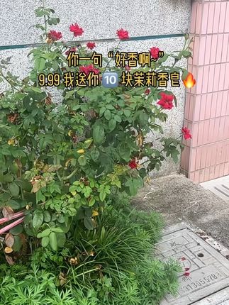 【到手10块】茉莉香皂~持久留香#香皂 #居家好物 #我捡到宝了 #便宜好物 #每日分享