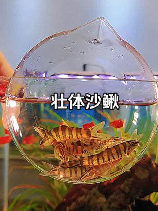 探秘水族新宠:壮体沙鳅,你绝对没见!壮体沙鳅冷水鱼原生鱼观赏 #创作灵感 家人们谁懂啊!今天发现了一款超绝的冷水观赏鱼——壮体沙鳅!✨ 注意看,它浑身黄绿色,自带独特的深褐色垂直条纹,鳍间还有紫黑色带纹,简直美到犯规😍。 它可是鱼缸里的“环保小卫士”,会主动清理残渣和鱼粪,让水质更清澈。而且超皮实,水温10-25℃,pH值6.5-7.5就能快乐生活。 养了壮体沙鳅,轻松打造超美的原生水族景观。还等什么,快把它带回家吧!评论区告诉我,你想不想养?#观赏鱼 #壮体沙鳅 #壮体沙鳅原生鱼 #原生鱼 @DOU+小助手 @抖音创作小助手 @抖加🔥上热门🔥dou+🔥热点宝 @DOU+上热门