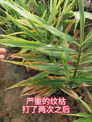 你的纹枯严重了吗#生姜纹枯病 #生姜纹枯 @DOU+小助手