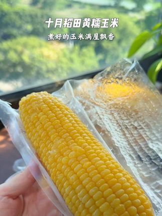 不愧是东北黑土地种出来的!玉米又大颗粒饱满吃起来又香又糯好好吃#十月稻田黄糯玉米 #糯玉米 #无限回购的宝藏单品