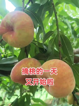 摘桃的一天又开始了,有没有诱惑到你啊#蟠桃采摘 #硕果累累 #应季水果 #自家果园 #贵州蟠桃