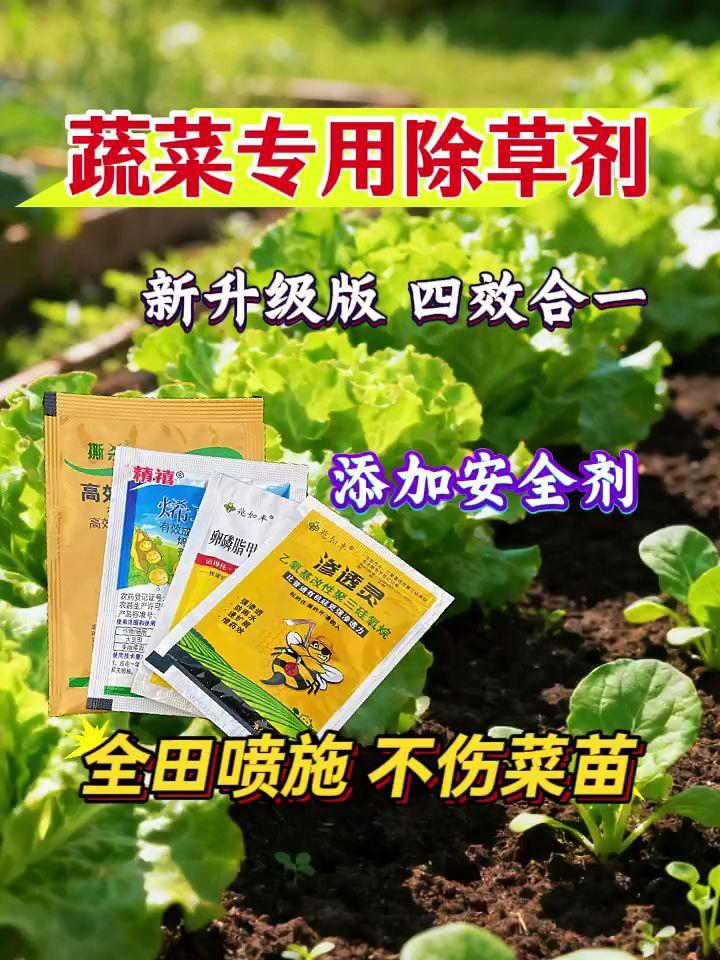 #蔬菜苗后除草剂 #安全除草不伤苗 #蔬菜种植##抖音助农扶农