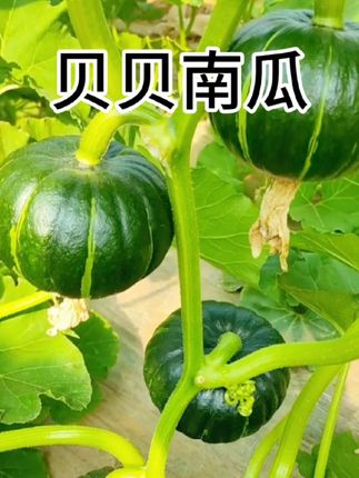 舌尖上的美食#山东潍坊贝贝南瓜#粉糯香甜板栗味#现摘现发#迷你小南瓜