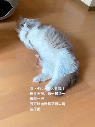 大白好爱这个磨牙棒,刚到货啃一晚上了,这会睡醒又在抱着啃 #天然磨牙棒#木天蓼超长磨牙棒#48cm木天蓼磨牙棒#猫咪减压