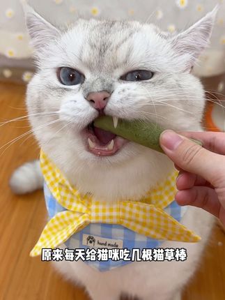 香香脆脆的猫草磨牙棒,温和排毛的同时磨磨牙#萌宠好物 #养猫新手 #猫零食