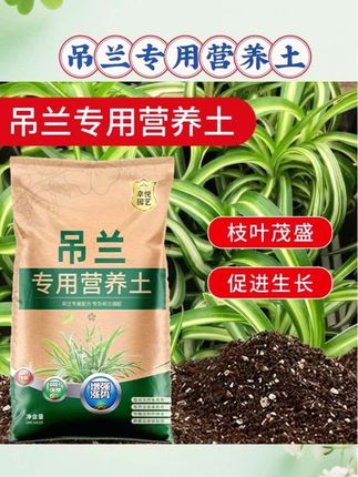 想把吊兰养得旺💪 基础是挑对土~透气性好的土壤,能让吊兰根系稳稳“扎根”,蹭蹭长壮实🌱 给它安排这款吊兰专用营养土就对啦  #创作灵感 #营养土 #花卉绿植 #吊兰  #好物推荐 🔥 @创作灵感小助手
