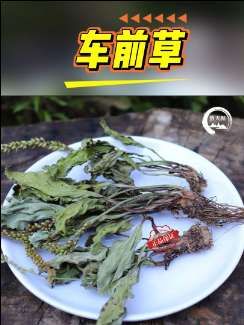 车前草500g精选干净新货车前草泡水秦岭野生新鲜车前作用桃胶天然#刷到我的朋友天天发财 #抖加小助手 #抖加热门 #巨量千川 #车前草茶