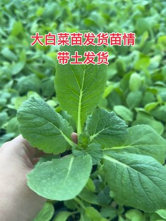 秋季大白菜苗带土发货,正是种植季。#感谢抖音提供平台 #一份耕耘一份收获 #农业种植 #大白菜苗 #娃娃菜苗