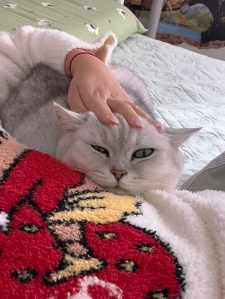 巨猫撒娇 #芬儿头是猫不是猪