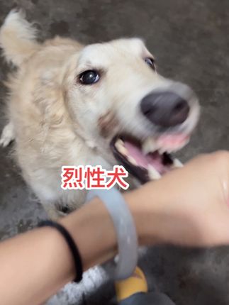 #这是什么狗 ?!