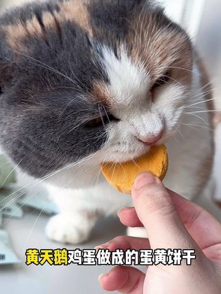 家里的小猫咪最近爱上了这个酥酥蛋黄饼,一口下去酥酥脆脆,根本停不下来。#四季约定 #四季约定酥酥蛋黄饼#萌宠好物 #快赶紧拿给猫猫吃吧