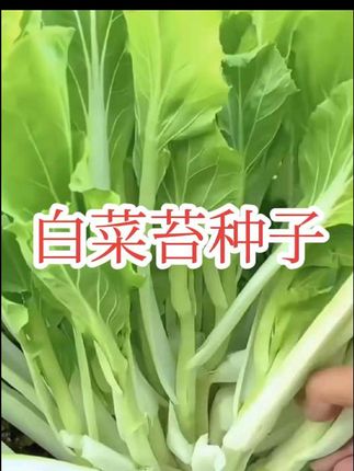 #白菜苔种子 #有机蔬菜 #三农种植 #新鲜蔬菜