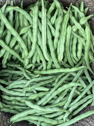 贵州老品种四季豆肉筋青棒豆四季豆#四季豆 #青棒豆 #贵州家乡味道 #优质农产品