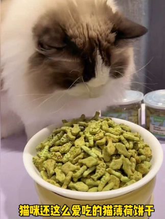 没有哪只小猫咪能拒绝这么美味的猫薄荷饼干#吃货猫 #萌宠好物 #新手养猫#宠物