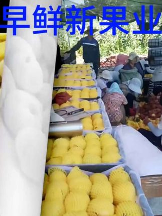 湖北枣阳黄桃#优质农产品 #新鲜采摘 #快来一起尝个鲜 #抖音助农扶农 @上热门🔥🔥🔥