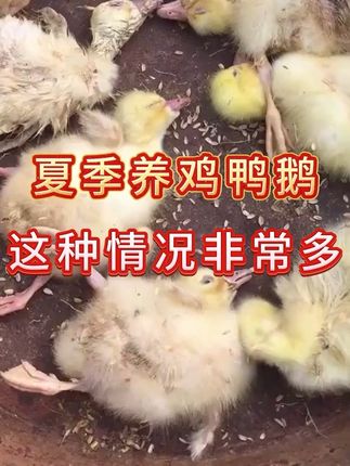 #养鹅人 #散养大鹅#鸡鸭鹅养殖