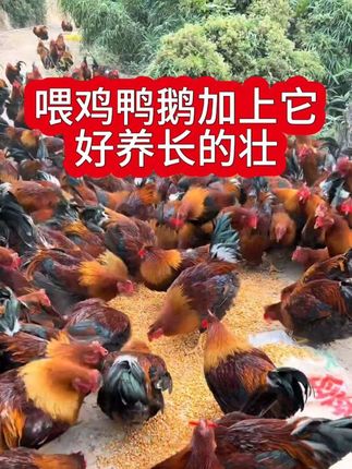 #养鸡小妙招 #养鸡技术 #养鸡知识 #三农养殖 #养殖技术