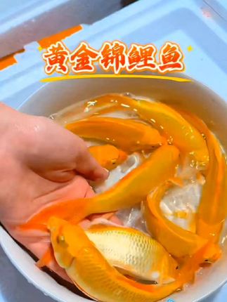 11-13cm满鳞的黄金锦鲤,周身裹着流动的金光,每一片鳞甲都像被熔金镀过,游动时仿佛碎金在水中翻涌。#观赏鱼 #黄金锦鲤 #金色锦鲤 #满鳞黄金 #冷水鱼
