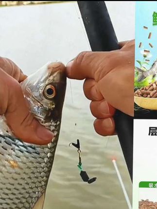 #户外钓鱼 #钓鱼饵料 #钓鱼技巧 #土鲮#鲮鱼