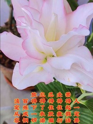 人一定要禁得起假话,受得住敷衍,忍得住欺骗,忘得了承诺,放得下一切,百炼成钢,淡定从容。##原创视频 #每日分享 #读书成长 #正能量