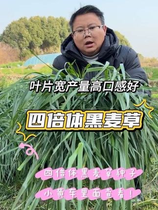 种黑麦草就选这种宽叶四倍体黑麦草,耐寒产量高叶片多柔嫩适口 营养均衡,牛羊鱼兔鸡鸭鹅都喜食#黑麦草#四倍体黑麦草#牧草种植#牧草种子