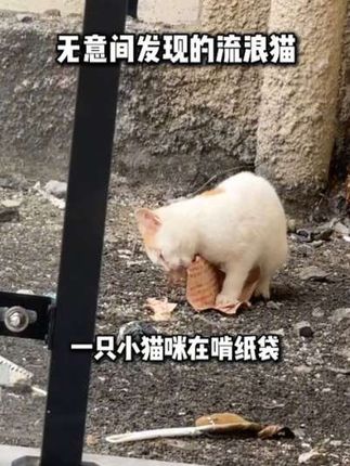 流浪的小猫也想有一个能过冬的家#流浪猫 #流浪猫日常 #流浪猫救助 #猫咪 #猫狗通用粮