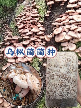 #乌枞菌菌种 人工种植松树菌/乌枞菌菌种,精选云南野生高产菌种,白丝菌丝多,出菌率高,不是市面上那种普通不出菇的菌包哦。记得保持水分和湿度…#我的乡村生活 #强烈推荐 #蘑菇菌包