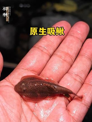 一晚上就能把鱼缸玻璃打扫的干干净净他就是爬岩鳅!#原生吸鳅#吸鳅#鱼缸除藻#工具鱼#好物推荐🔥 @抖加🔥上热门🔥dou+🔥热点宝