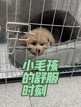 #宠物狗 #小狗🐶 #萌宠萌宠 #幼犬