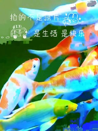 鱼儿饲养,优质鱼粮推荐#通用鱼粮#锦鲤鱼粮 #鱼粮 #鲤鱼饲料 #观赏鱼锦鲤.