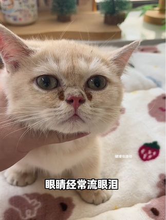 如果你家猫狗泪痕严重分泌物多,就给它滴滴这个!#萌宠出道计划 #抖in萌宠计划 #科学养宠攻略 #萌宠好物 #猫咪泪痕