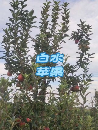 2025年,有些早熟苹果这几天陆续开始发货,有些反光膜铺上,物理上色中,健康果,所以这下喜欢吃苹果的家人朋友会吃到不同颜色,口感和品种的白水苹果#白水苹果 #水果#苹果成熟的季节