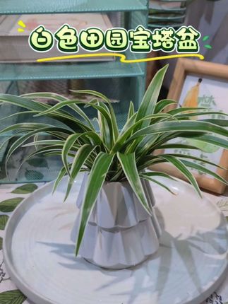 论花盆和植物的搭配,花盆对植物整体美观重要性,花盆才是决定风格的关键!