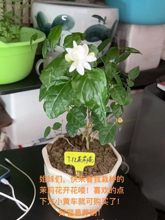重瓣芳香茉莉花夏季开花芳香花卉植物室内花阳台四季美观老桩树苗 #阳台种植 #家庭种植 #阳台养花 #爱生活爱养花 #茉莉花