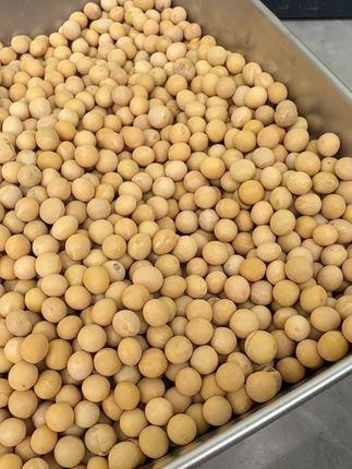 东北黄豆来活动了,5斤包邮,颗粒饱满,磨个豆浆、做各种豆制品都不错#五谷杂粮 #黄豆 #杂粮 #农产品