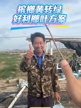 槟榔黄转绿就用好利榔方案#好利榔 #槟榔种植