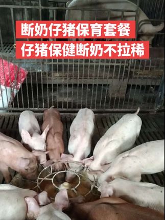 猪猪:断奶仔猪及保育猪蓝耳、圆环、腹泻拉稀、呼吸道等,各类细菌性、病毒性感染的防控。 <
