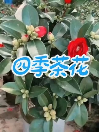 #爱生活爱养花 #四季茶花盆栽 #花卉绿植 #苗木基地 #茶花基地